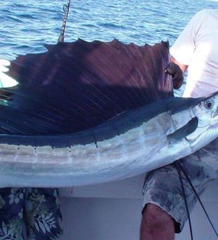 Sailfish season has arrived 